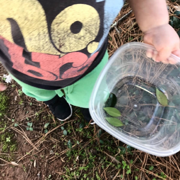 leaf activities for preschoolers