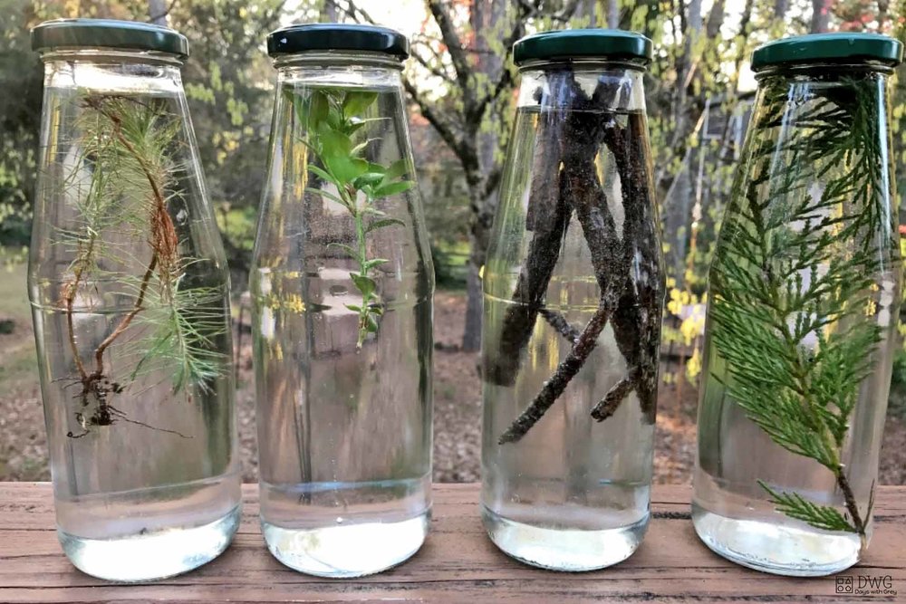 earth day activities for kids