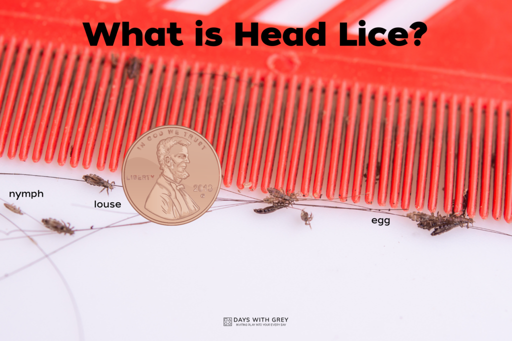 A Parent's Guide for Head Lice Days With Grey